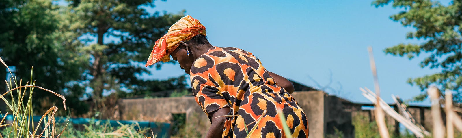 A Senegalese Rice Farmer