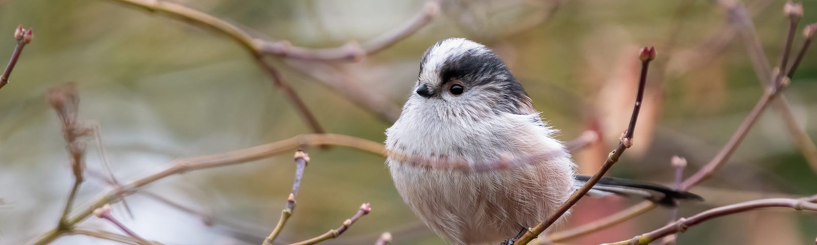 long-tailed tit side-on view perched on branch