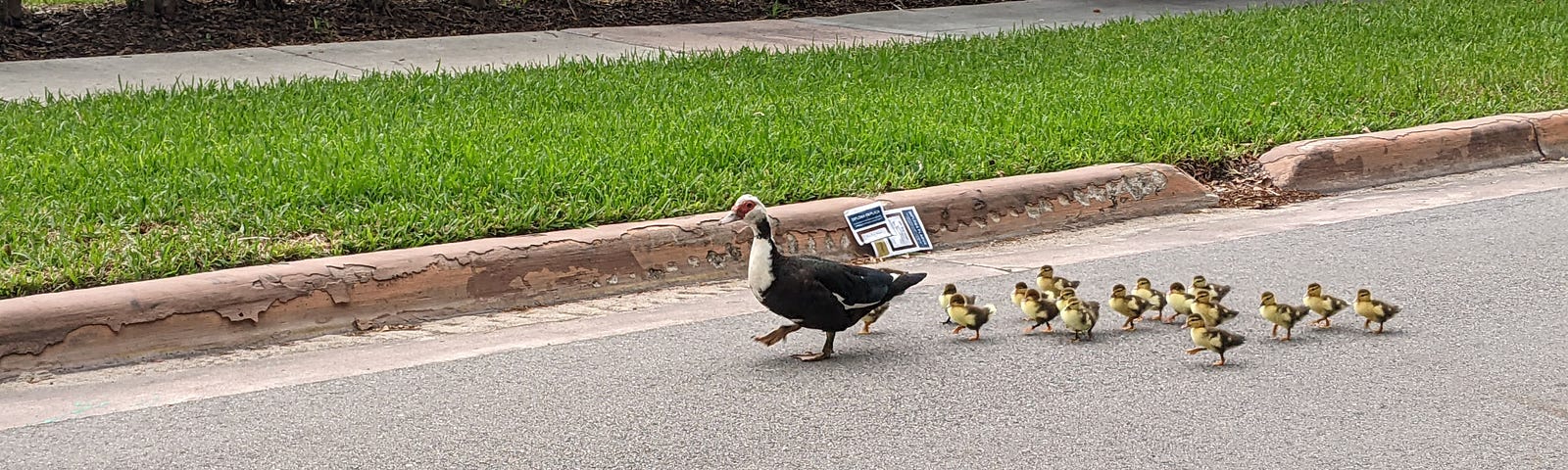 A Muscovy duck mother is leading about 17 ducklings walking on the street. Green grass and a sidewalk are next to them.