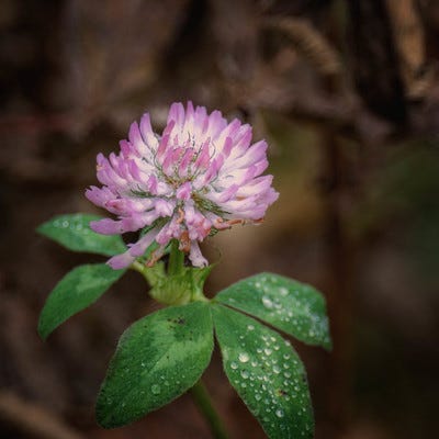 One pink flower of a red clover plant, with small green leaves on both sides.