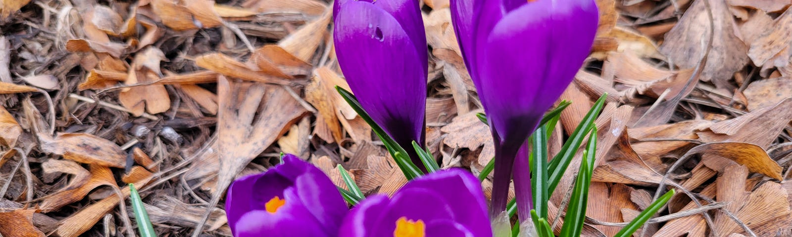 bright purple crocuses