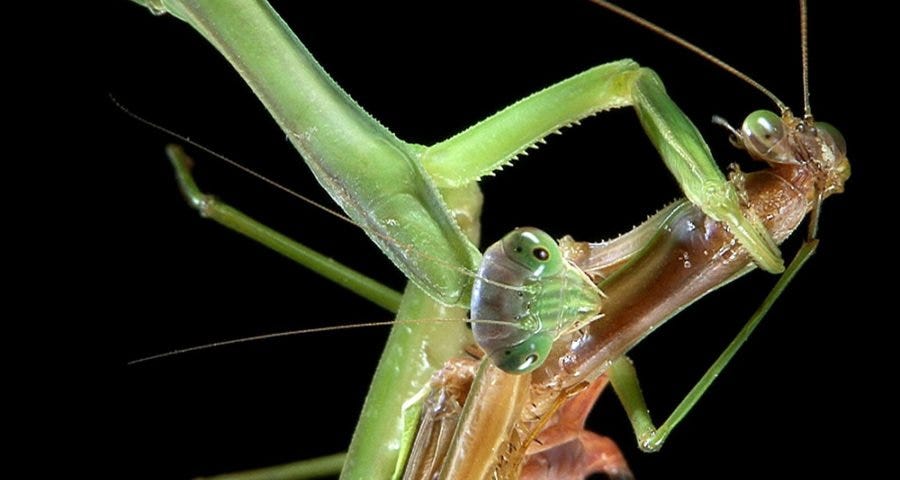 photo of female mantis devouring male mantis after mating