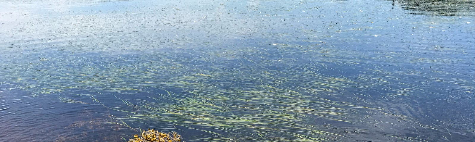 An image of eelgrass under water.