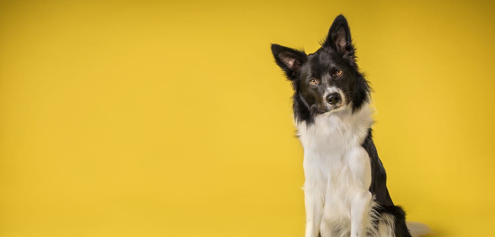 border collie training near me