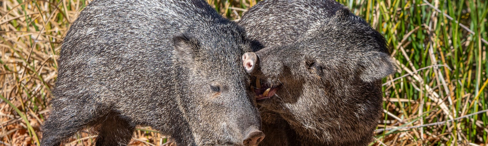 Two collared peccary grooming each other