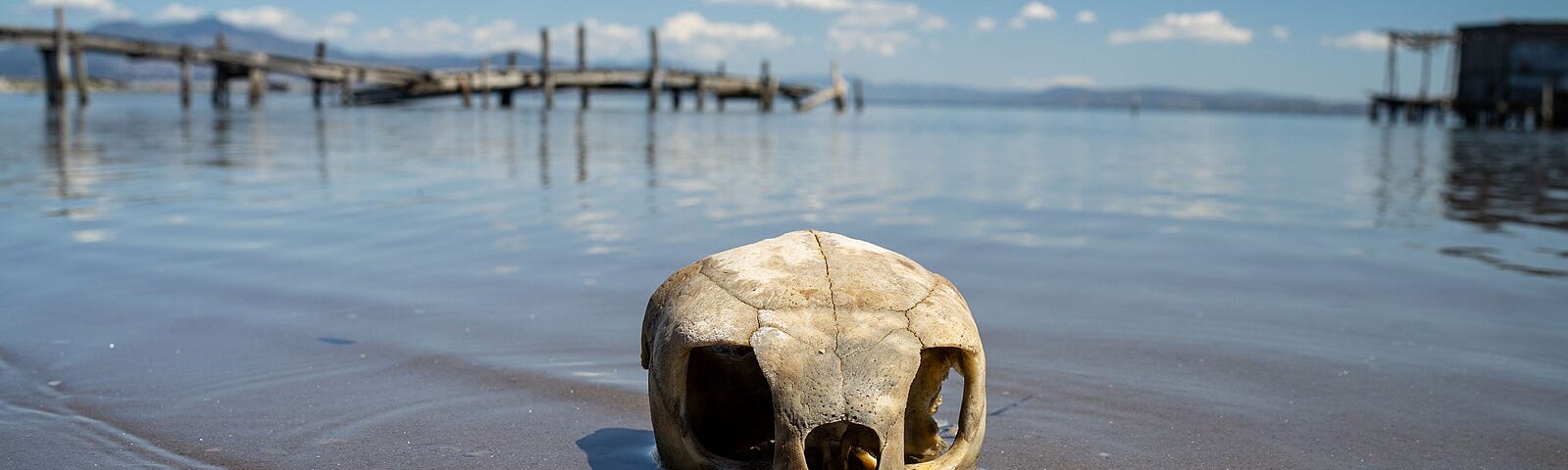 Skull in sand and shallow water with dock in background.