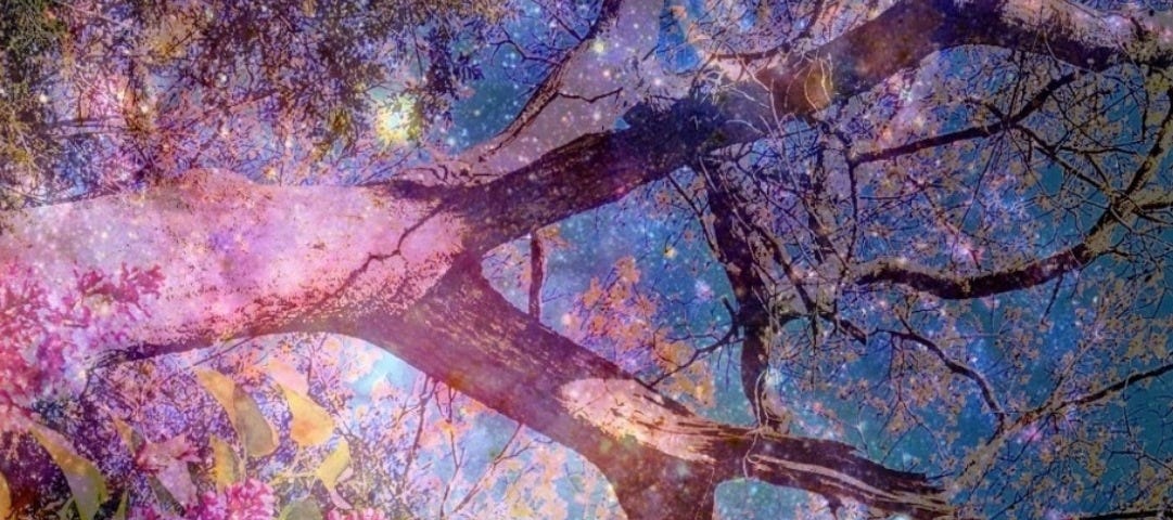 A tree in my yard I sit under with an overlay of the Universe