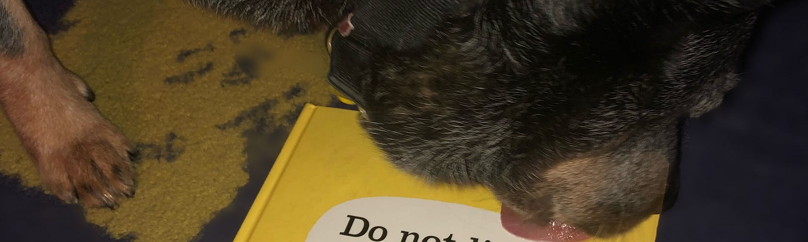 Blue Heeler licking a book titled “Do Not Lick This Book”