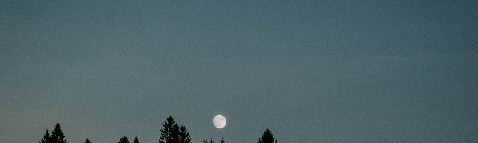 A row of reaching pine trees, black against the moon and the night sky.