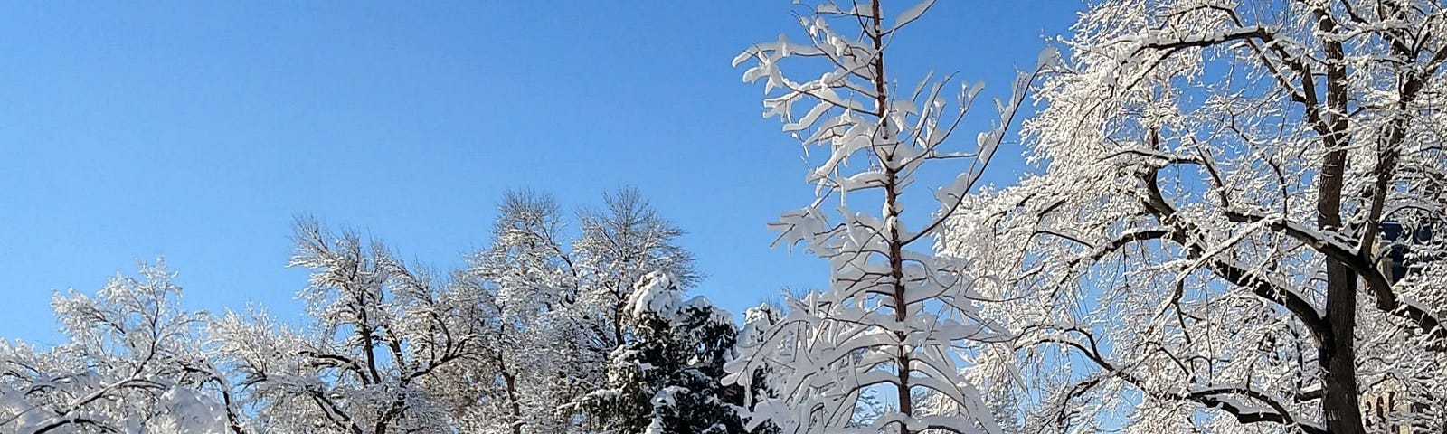 Trees in snow on a sunny day.