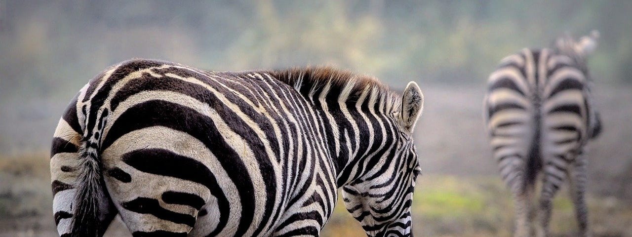 This is a bright image in nature of one zebra following another.