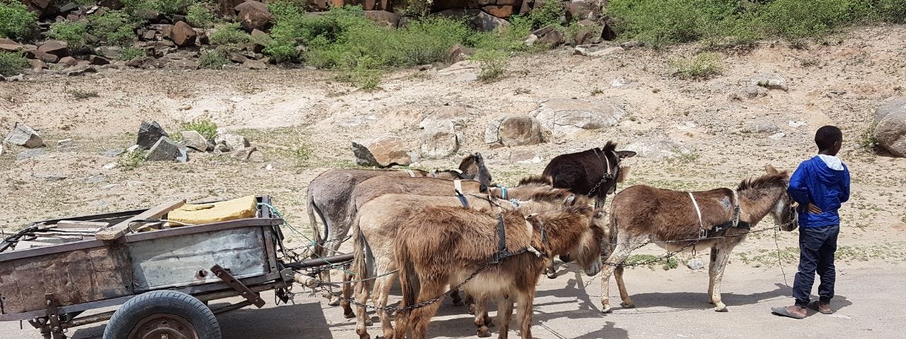 A home made cart being drawn by donkeys on a gravel road in a rural setting, with a young African boy guiding them