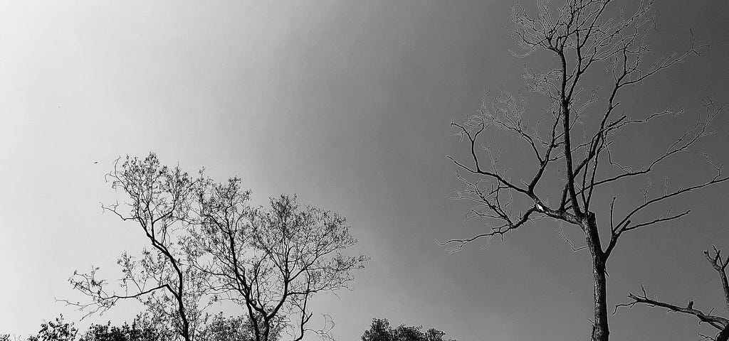 Photo of bare branches looking up to the sky