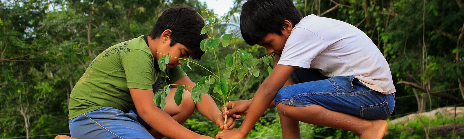 Doi copii plantează un copac.