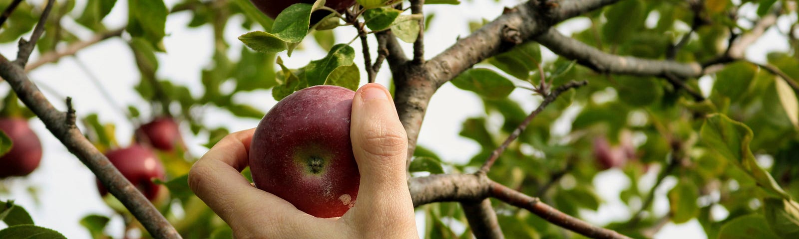 A hand is grabbing an apple from an apple tree.