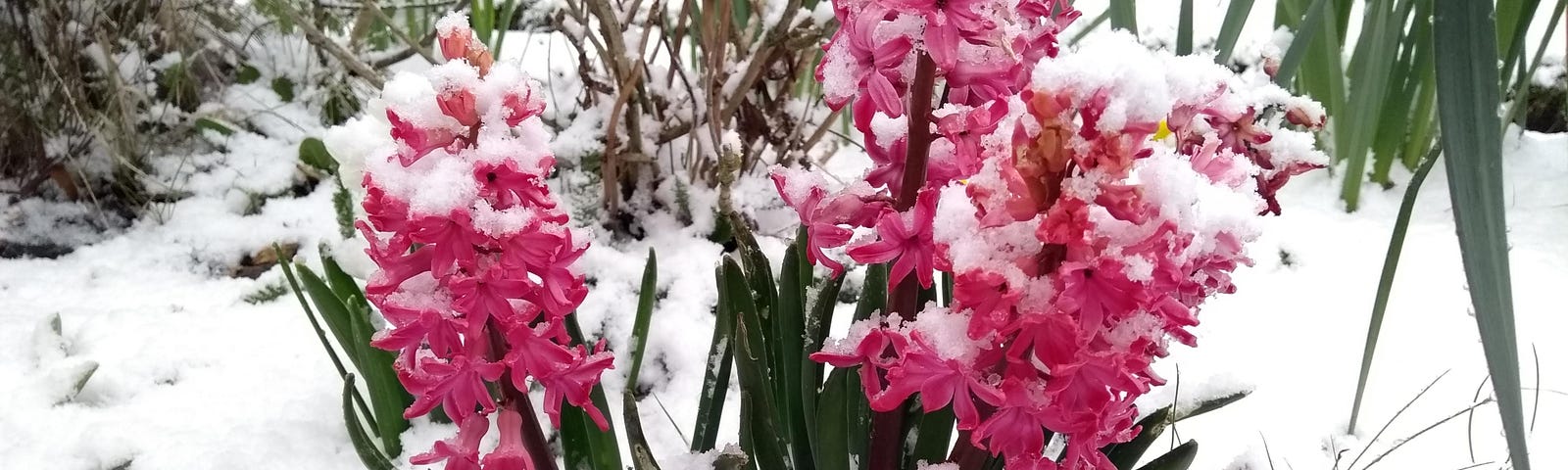 Pink hyacinths in snowy ground.