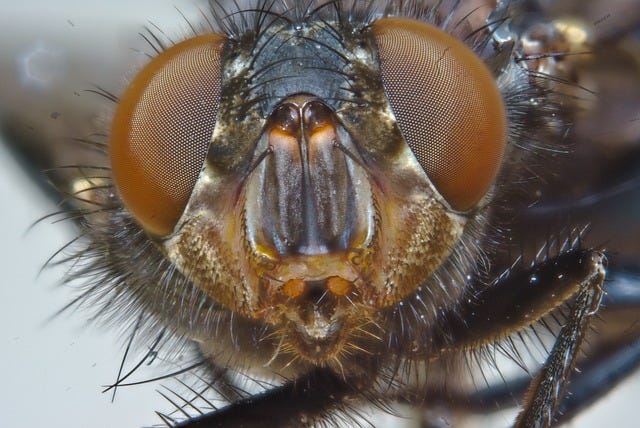 Extreme closeup of a fly, facing straight ahead, bulged eyes on side.