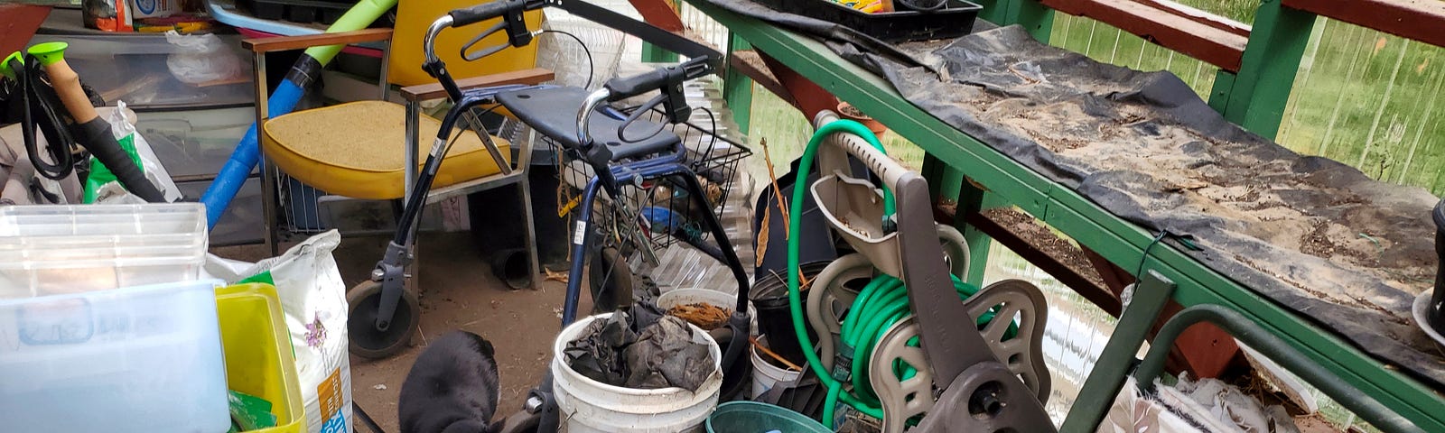 A black and white cat is walking towards the camera in a cluttered greenhouse filled with various items. There’s a bag of Miracle-Gro soil, a blue bucket with a red basin inside, and a green garden hose visible among the scattered objects.