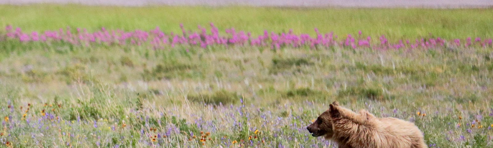 A young grizzly frolics among wildflowers in Glacier National Park.