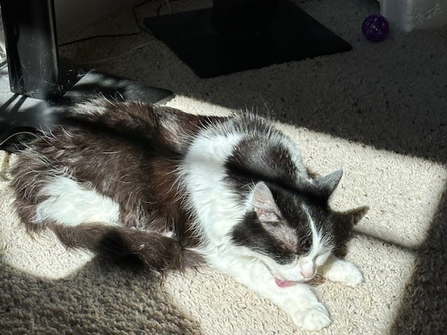 Bast, my black-and-white longhair, licking her paw with sunlight coming through onto her.