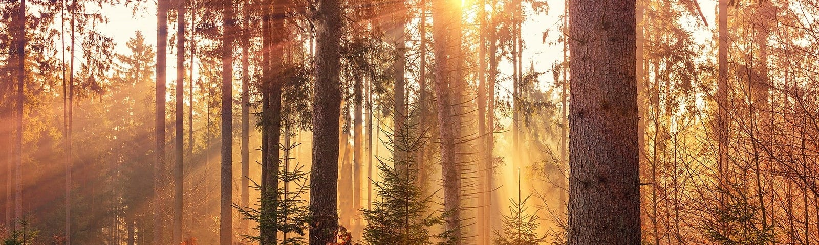 Image de couverture : forêt avec arbres droits et soleil couchant