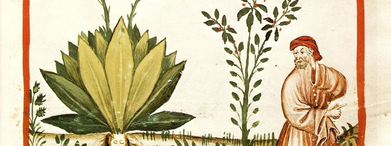 Mandragora, from Tacuinum Sanitatis (1474). Painting of mandrake in ground with cow and farmer in field.