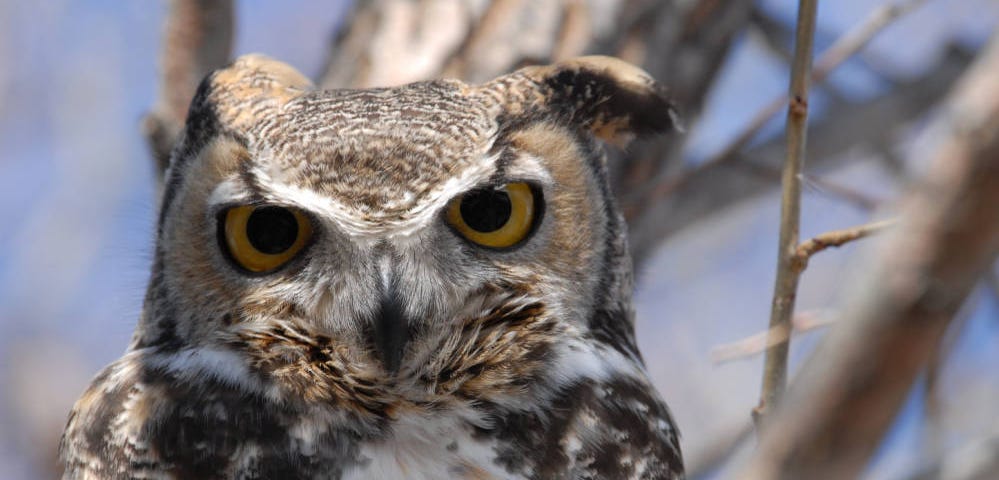 close up of an owl with yellow eyes