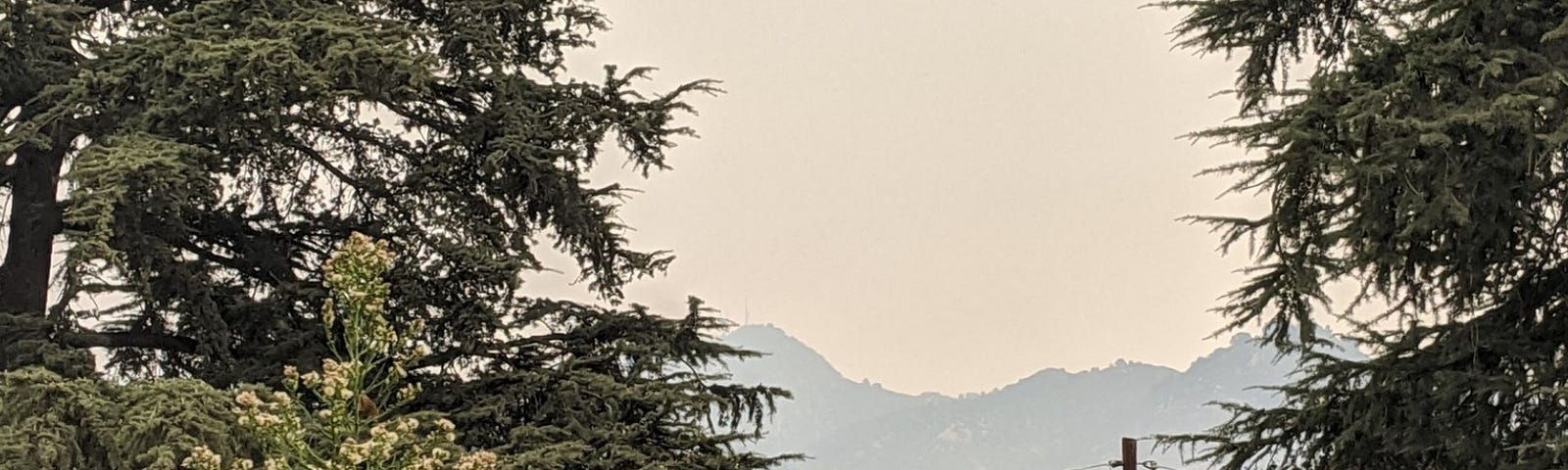 pine trees framing Mt. Wilson in the background in smoky haze