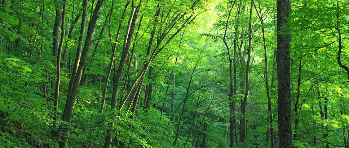 Why Japanese forest bathing could be the key to a longer, happier life