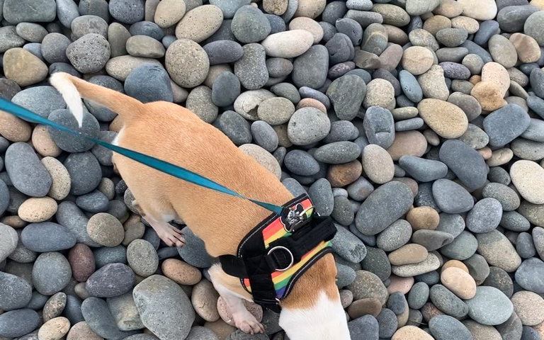 Dog on rocks