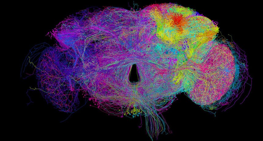 FULL ADULT FLY TRACING COMMUNITY, PHILIPP SCHLEGEL/DROSOPHILA CONNECTOMICS GROUP/UNIV. OF CAMBRIDGE