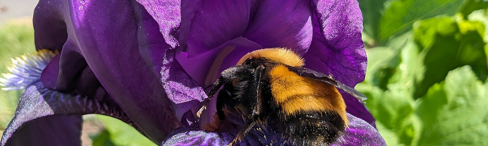 A bumblebee is nestled deep inside a vibrant purple flower, busily collecting pollen. The sunlight highlights the delicate petal texture and the bee’s fuzzy body.