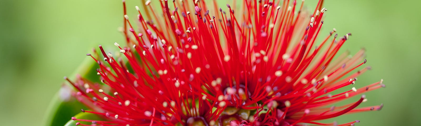 Macro shot of red ʻōhiʻa (Metrosideros polymorpha) lehua blossom.