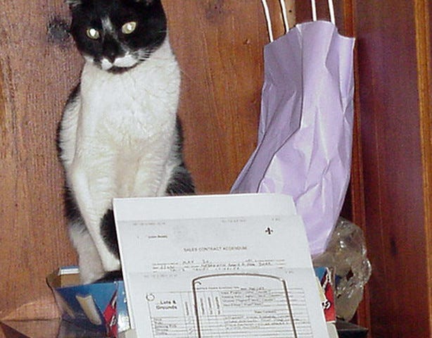 gato con fax