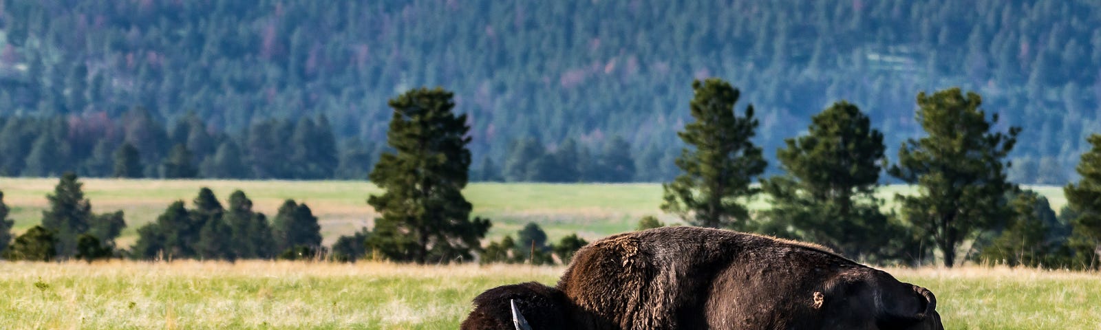 American bison bull in Custer State Park in South Dakota, USA.