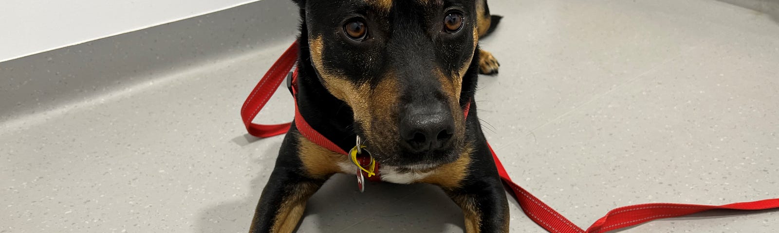 Rotto a black and tan dog, with three treats in front of him trying to be a good boy.