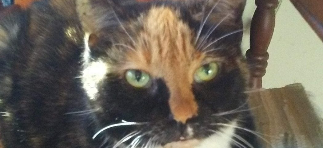 Photo of a Calico Cat