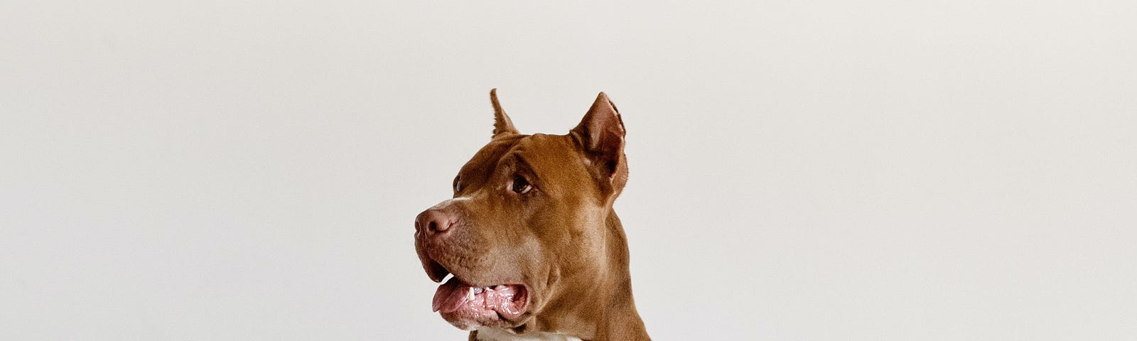 A brown & white dog sits at table under the words “THE FUTURE STARTS TODAY”