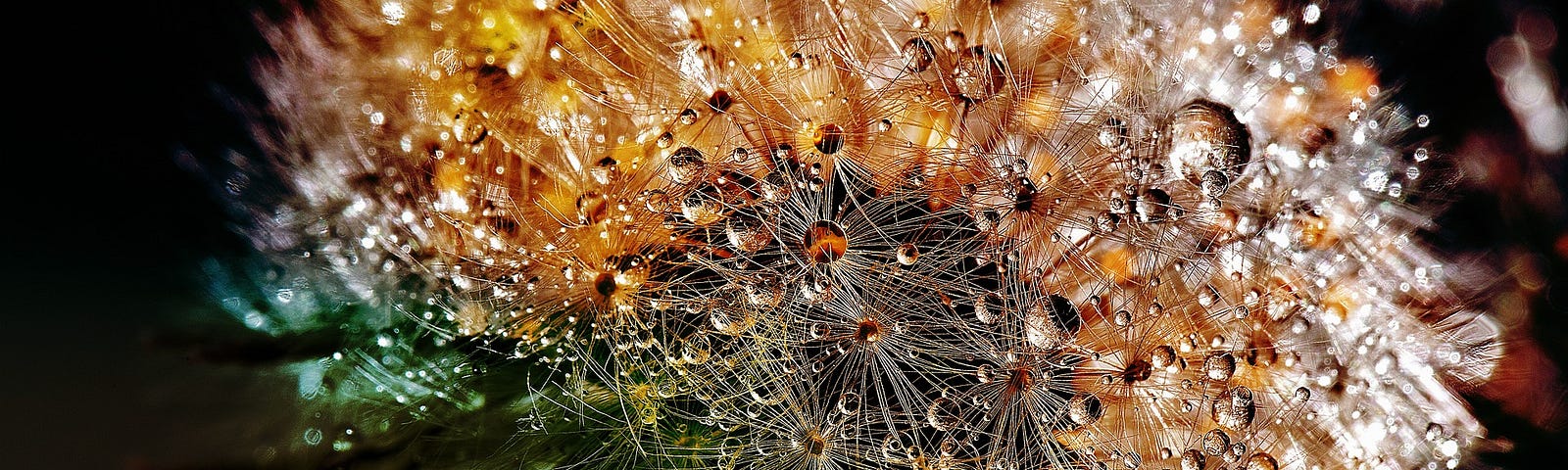 A close up of a dandelion gone to seed with dew droplets all over the seeds.