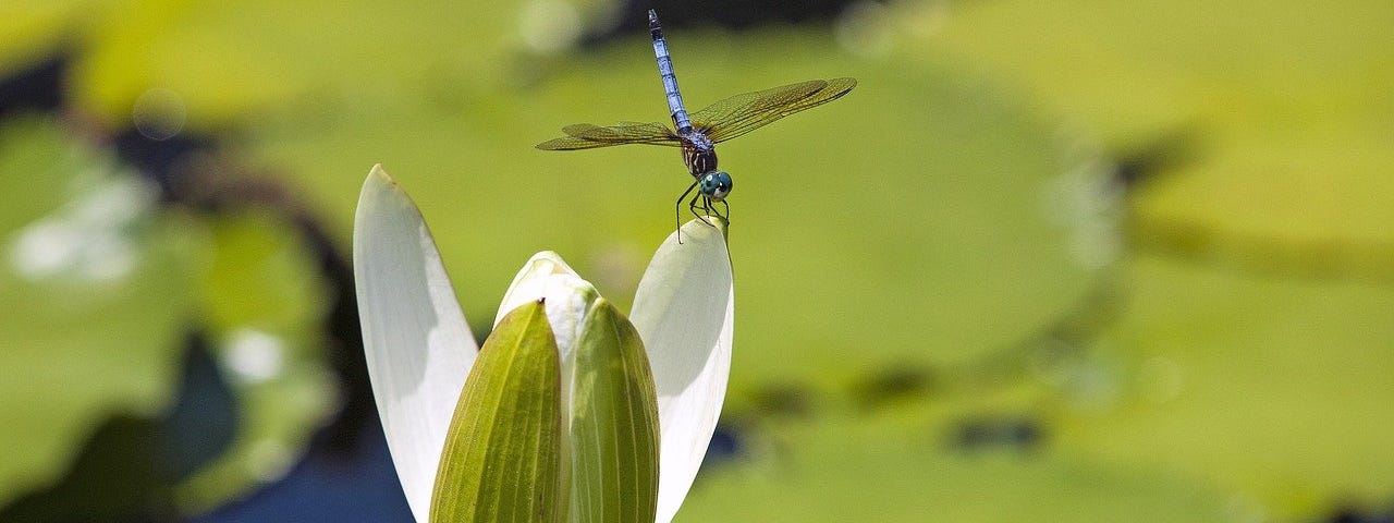 Mayfly