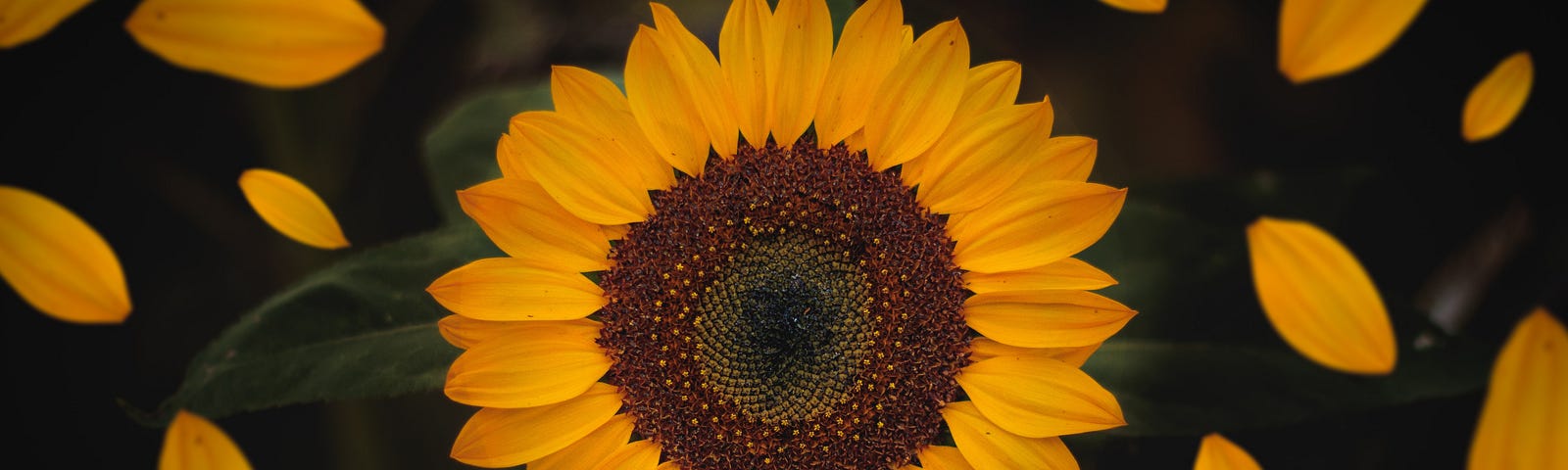 A sunflower and petals