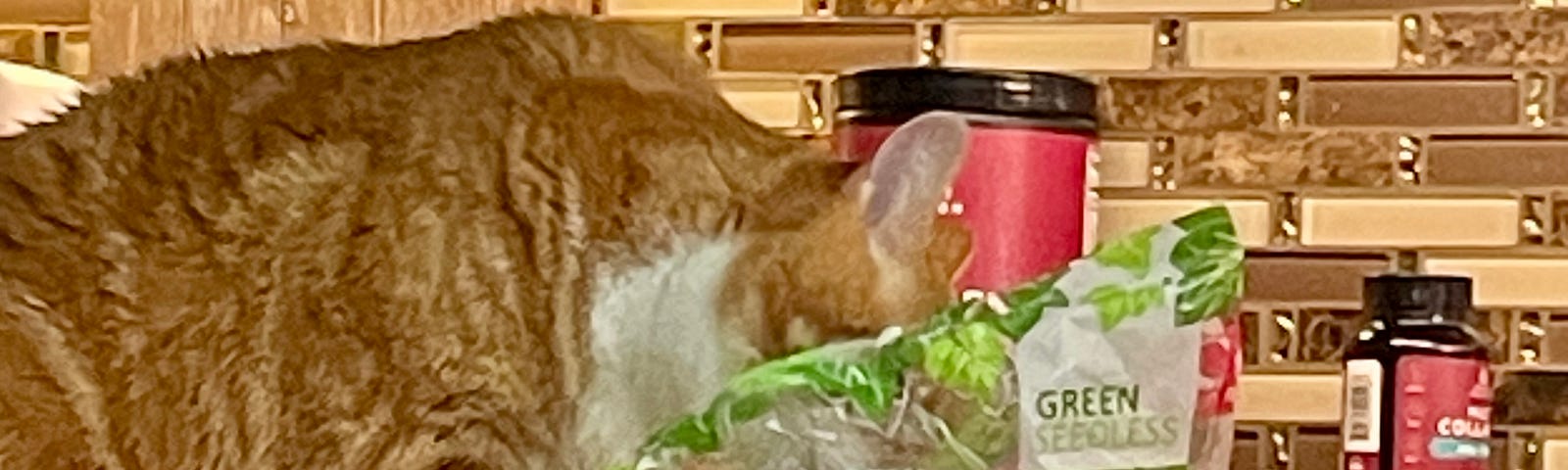 If it’s plastic, he has to lick it. I know cats shouldn’t be on the counter. I did say he was spoiled.