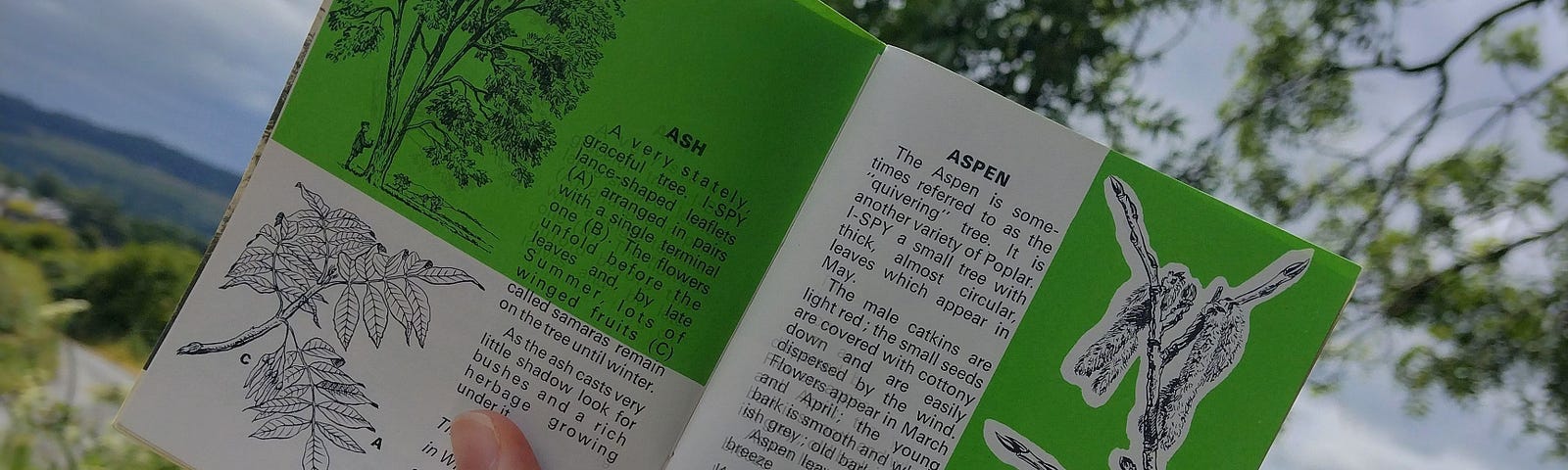 A hand holds up an open book in front of a tree. The book has illustrations of trees and branches, as well as information about how to identify them.