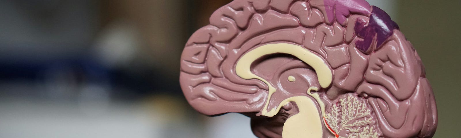 Model of a brain in pink and cream colors