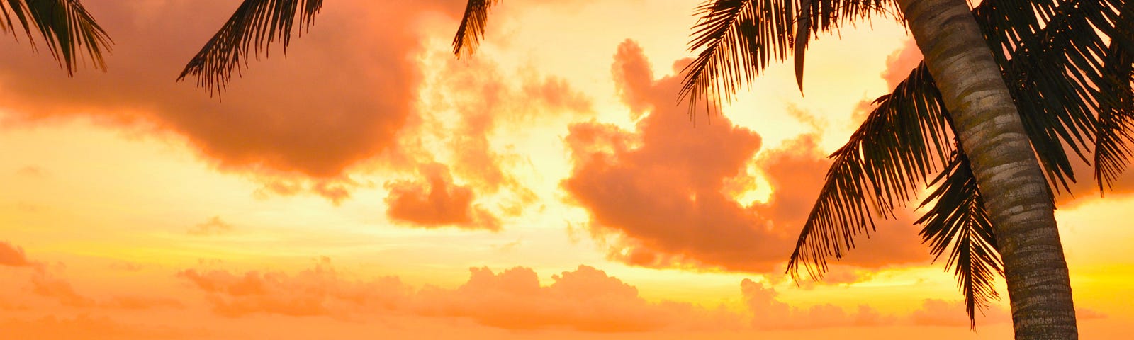A sunrise of orange and gold at the beach with palm trees in the foreground