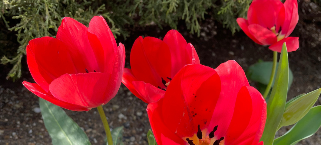 red flowers