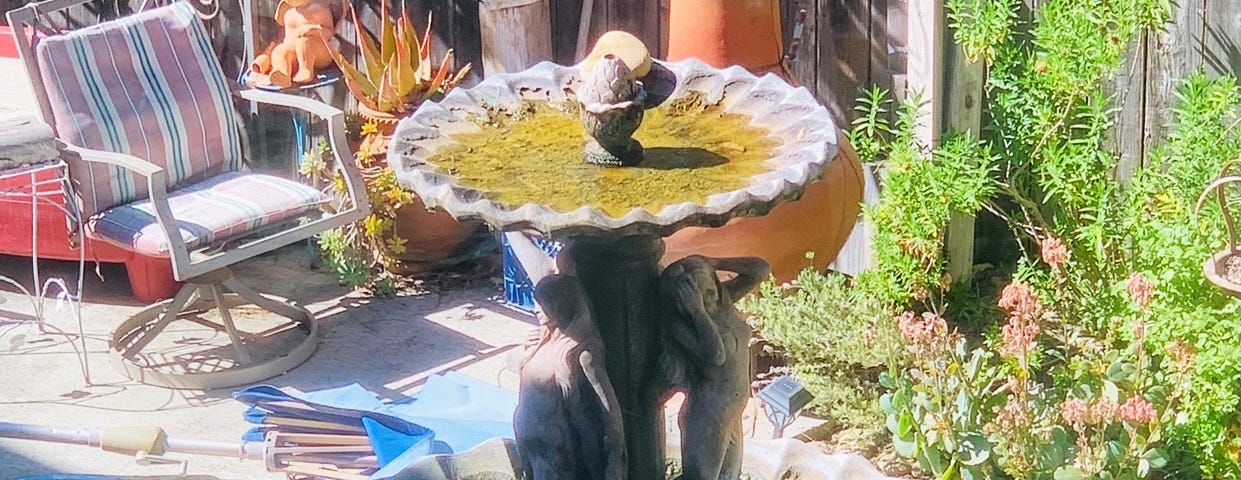 A California birdbath in Ventura.