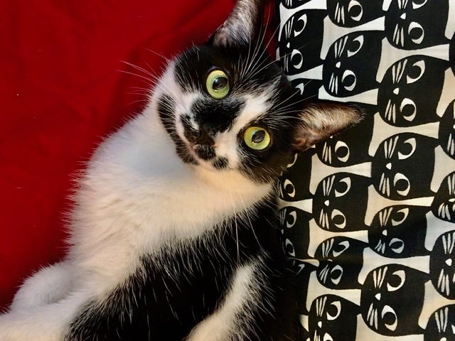 Author’s photo of Bella, a black and white cat lying on a red blanket with a pillow illustrated with tiny black and white kitties