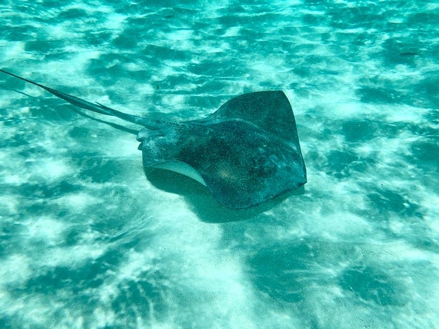 A stingray hovering over the ocean floor.