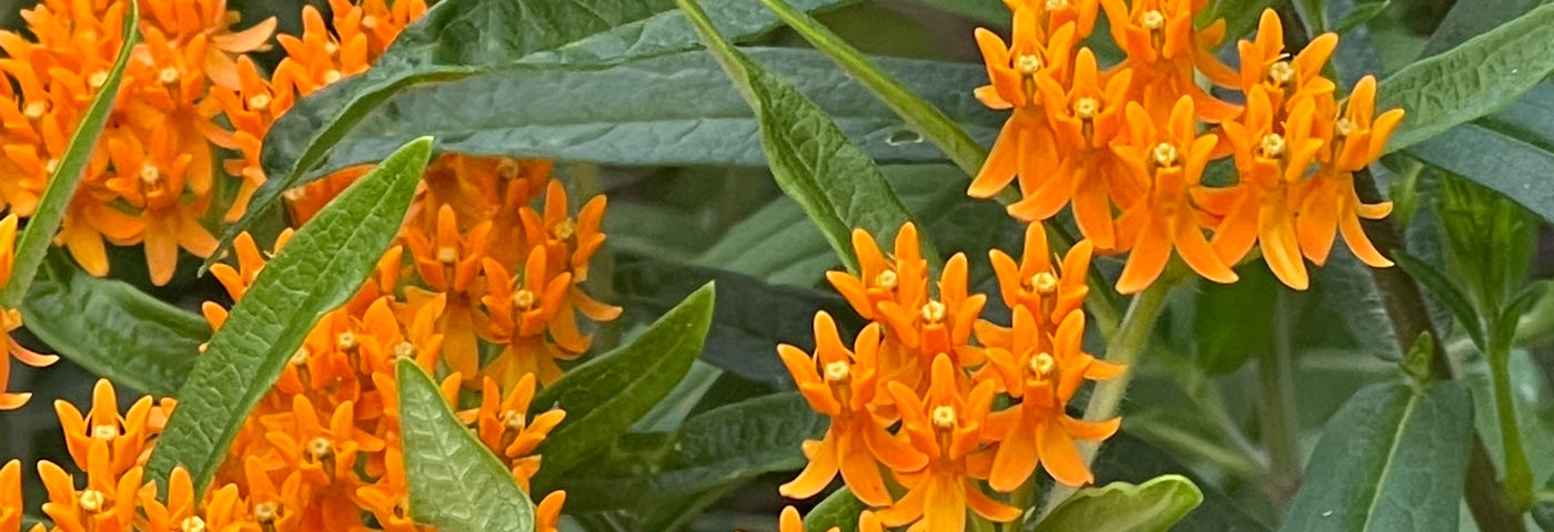 Butterfly milkweed to attract monarch butterflies.